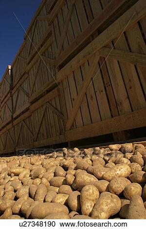 Stock Image - potatoes, food, pile, heap, fresh, vegetables. Fotosearch
