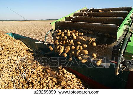 vegetables, potatoes, pile, heap, piled, heaped View Large Photo Image Stock Photo - vegetables, potatoes, pile, heap, piled, heaped. Fotosearch