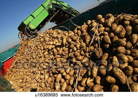 vegetables, potatoes, pile, heap, piled, heaped View Large Photo Image Stock Photography - vegetables, potatoes, pile, heap, piled, heaped. Fotosearch