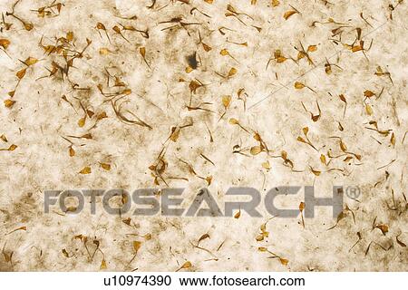 Stock Image - background, artistic, pattern, dry flowers, appearance, art. Fotosearch