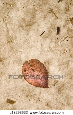 Stock Image - background, artistic, pattern, dry flowers, appearance, art. Fotosearch