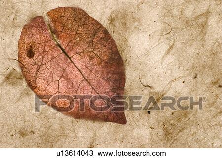 Stock Image - background, artistic, pattern, dry flowers, appearance, art. Fotosearch