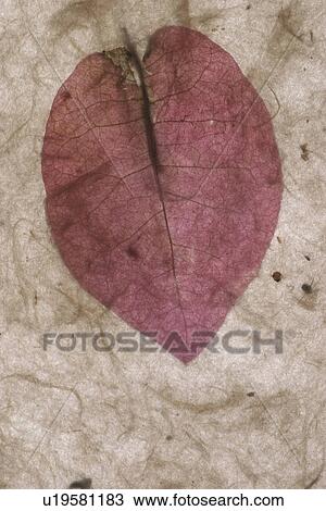 background, artistic, pattern, dry flowers, appearance, art View Large Photo Image Stock Image - background, artistic, pattern, dry flowers, appearance, art. Fotosearch