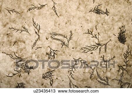 Stock Image - background, artistic, pattern, dry flowers, appearance, art. Fotosearch