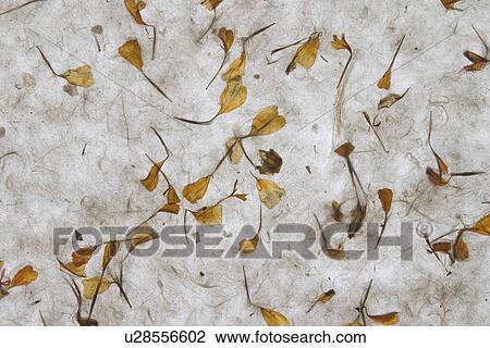 Stock Image - background, artistic, pattern, dry flowers, appearance, art. Fotosearch