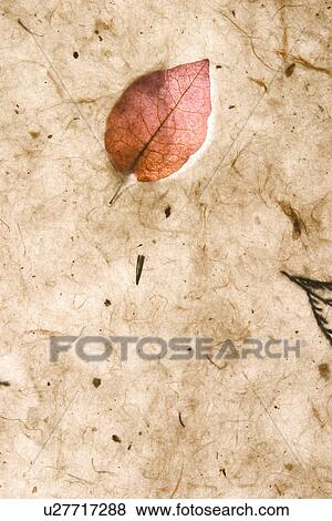 Stock Photo - background, artistic, pattern, dry flowers, appearance, art. Fotosearch