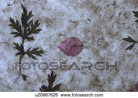 Stock Photograph - background, artistic, pattern, dry flowers, appearance, art. Fotosearch
