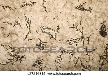 Stock Photography - background, artistic, pattern, dry flowers, appearance, art. Fotosearch