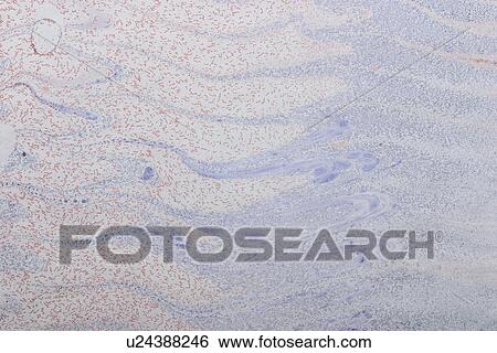 Stock Photograph - surface, background, material, close-up, display, appearance. Fotosearch