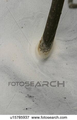 polluted, Illinois, water, toxic, conservation, dumping View Large Photo Image Stock Photo - polluted, Illinois, water, toxic, conservation, dumping. Fotosearch