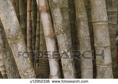 background, bamboo, botany View Large Photo Image Stock Photo - background, bamboo, botany. Fotosearch