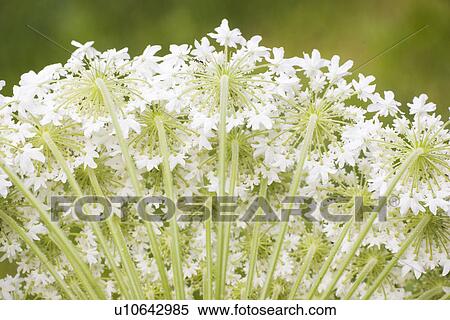 Stock Photography - Background, Beauty, Close-Up, Fields, Flora. Fotosearch