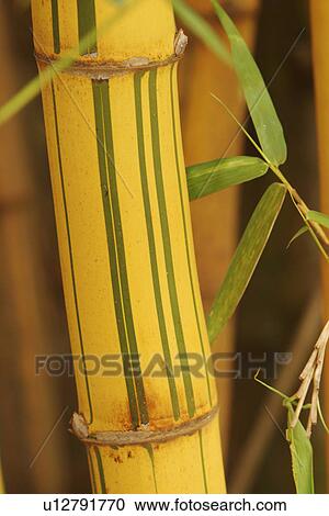 Stock Image - bamboo, bamboo plant, agriculture. Fotosearch