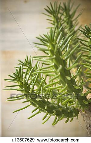 Stock Photo - Barbed, Briary, Cacti, Cactus, Close-Up. Fotosearch