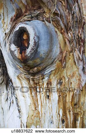 Stock Image - Bark, Close-Up, Day, Nature, Outdoors. Fotosearch