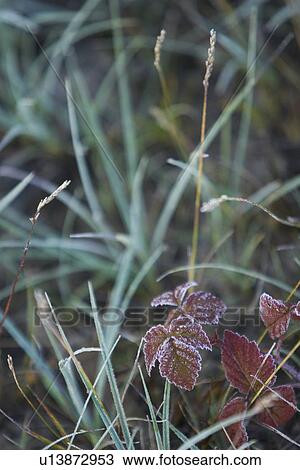 Blade, Blade Of Grass, Close-Up, Day, Full Frame View Large Photo Image Stock Image - Blade, Blade Of Grass, Close-Up, Day, Full Frame. Fotosearch