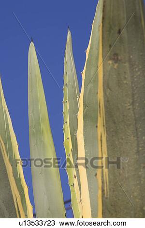 Stock Image - Blade, Cactus, Close-Up, Day, Leaves. Fotosearch