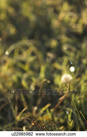 Stock Image - Blade Of Grass, Day, Field, Flower, Focus On Foreground. Fotosearch