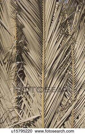 Stock Image - Blades, Brown, Climate, Close-Up, Day, Dry. Fotosearch