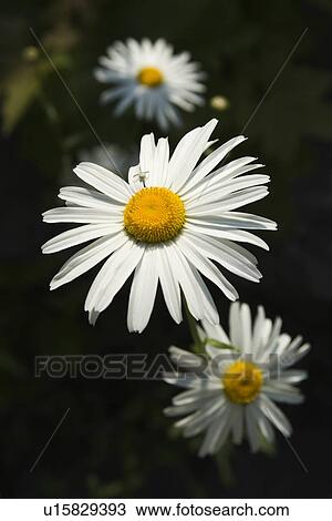 Blossom, Close-Up, Daisy, Flower, Flower Head View Large Photo Image Stock Image - Blossom, Close-Up, Daisy, Flower, Flower Head. Fotosearch