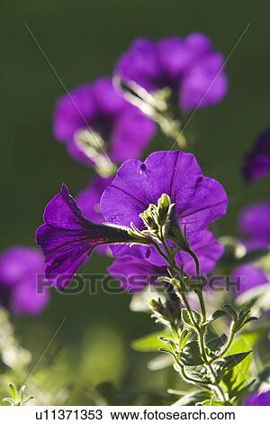 Stock Image - Blossom, Close-Up, Day, Flower, Focus On Foreground. Fotosearch