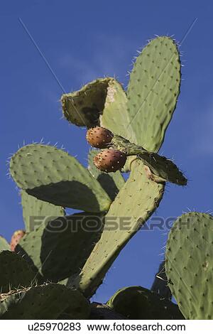 Stock Image - Blue, Cactus, Clear Sky, Close-Up, Day. Fotosearch