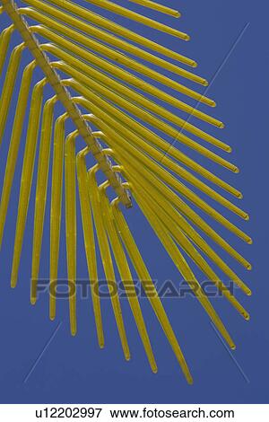 Stock Photo - Blue, Clear Sky, Close-Up, Day, Frond. Fotosearch