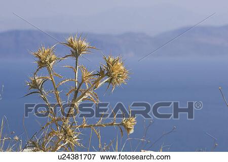 Stock Photo - Blue, Cliff, Close-Up, Day, Focus On Foreground. Fotosearch