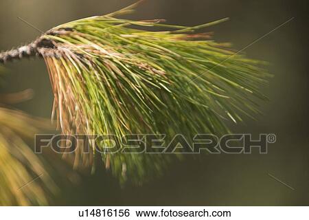 Stock Photograph - blur, blurry, calm. Fotosearch