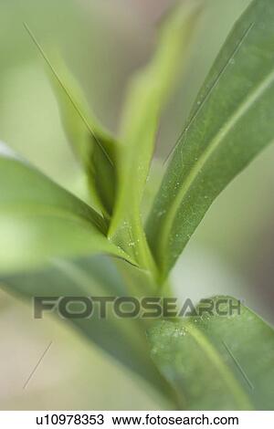 Stock Image - body, curl, flora. Fotosearch