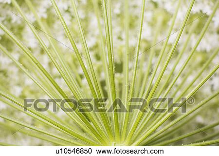 Stock Image - Botany, Chlorophyll, Close-Up, Day, Design. Fotosearch