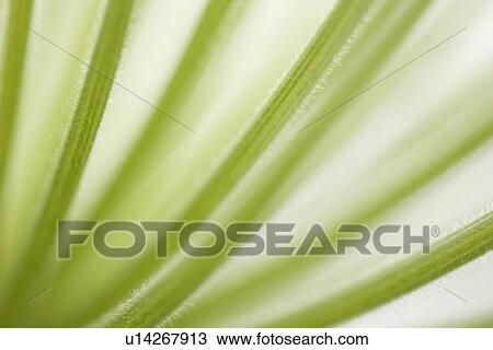 Stock Image - Botany, Chlorophyll, Close-Up, Design, Detail. Fotosearch