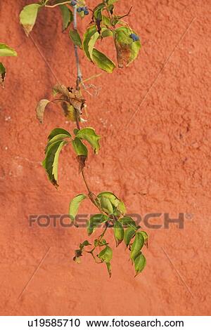 Stock Image - Branch, Brown, Close-Up, Day, Green. Fotosearch