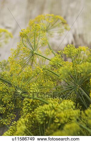 Stock Photo - Branch, Bud, Close-Up, Day, Flower. Fotosearch