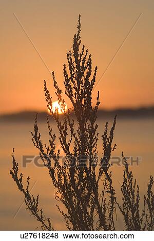 Stock Photo - Branch, Close-Up, Dawn, Glow. Fotosearch