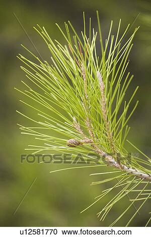 Stock Image - Branch, Close-Up, Day, Evergreen Tree, Green. Fotosearch