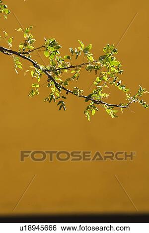 Branches, Close-Up, Flora, Foliage View Large Photo Image Stock Photograph - Branches, Close-Up, Flora, Foliage. Fotosearch