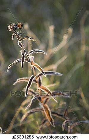Stock Photography - Brown, Close-Up, Day, Focus On Foreground. Fotosearch