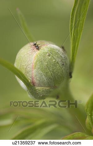 bud, budding, calm View Large Photo Image Stock Photo - bud, budding, calm. Fotosearch