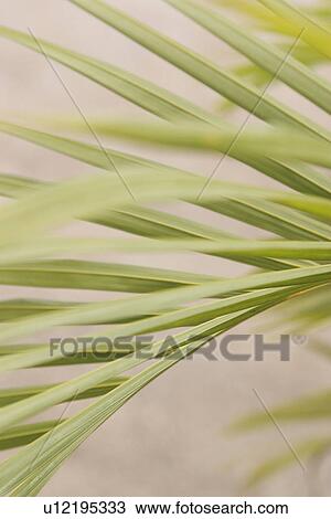 Stock Image - bushes. Fotosearch