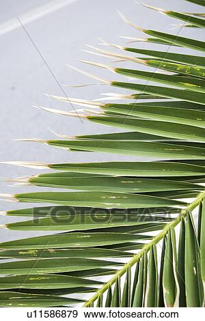 Stock Photo - Calm, Close-Up, Day, Grown, Leaf. Fotosearch