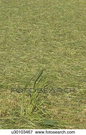 Stock Photo - calm, close-up, environment. Fotosearch