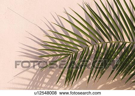Close-Up, Colored Background, Day, Frond, Green View Large Photo Image Stock Photo - Close-Up, Colored Background, Day, Frond, Green. Fotosearch