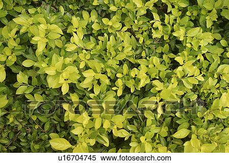 Stock Photography - close-up, condition. Fotosearch