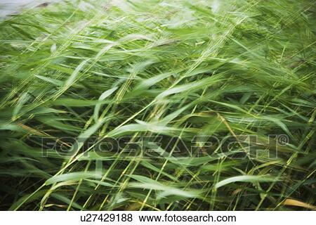 Close-Up, Cultivated, Day, Dense, Detail View Large Photo Image Stock Photo - Close-Up, Cultivated, Day, Dense, Detail. Fotosearch