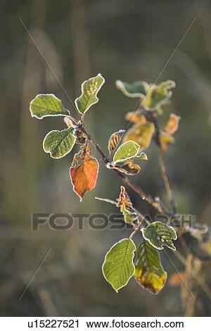 Stock Image - Close-Up, Damaged, Dry, Focus On Foreground, Leaf. Fotosearch