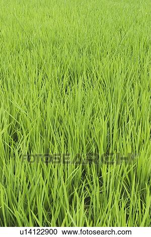 Stock Image - Close-up, Day, Dense, Detail. Fotosearch