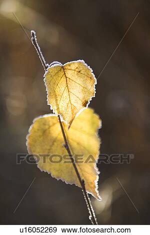 Stock Photo - Close-Up, Day, Dry, Leaf, Leaf Vein. Fotosearch