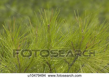 Picture - Close-Up, Day, Focus On Foreground, Green. Fotosearch