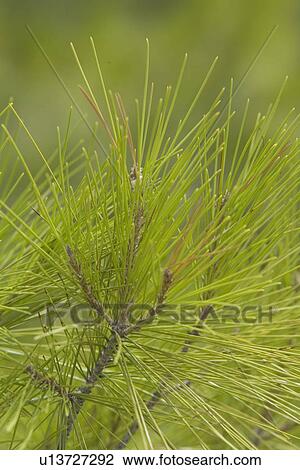 Stock Image - Close-Up, Day, Focus On Foreground, Green. Fotosearch
